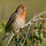 House Finch